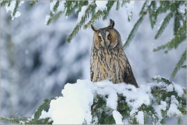 <p>KALOU UŠATÝ (Asio otus) sokolnicky vedený /Long-eared owl - Waldohreule/</p>